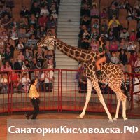 «Жираф-шоу» в цирке Кисловодска