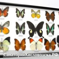 В кисловодском музее "Крепость" открылась выставка бабочек и насекомых