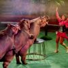 Кисловодский цирк приглашает Шоу бегемотов!