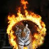 Новая программа "Королевские тигры Суматры" теперь в Кисловодске