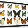 В кисловодском музее "Крепость" открылась выставка бабочек и насекомых
